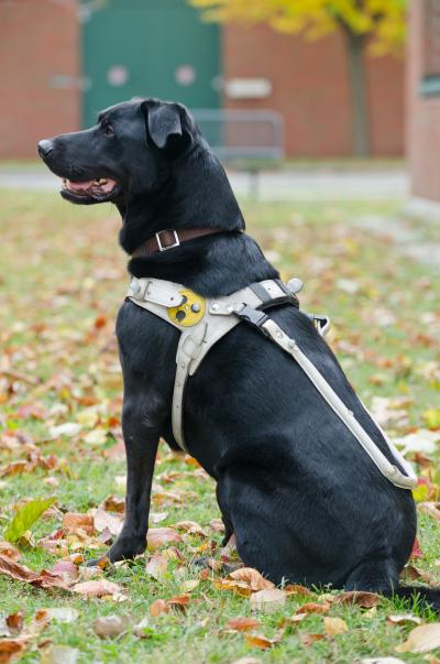 A Guide Dog with Harness