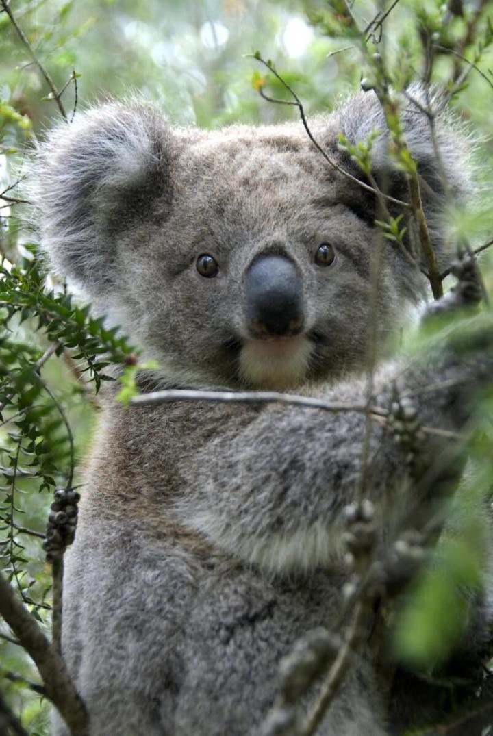 A Koala