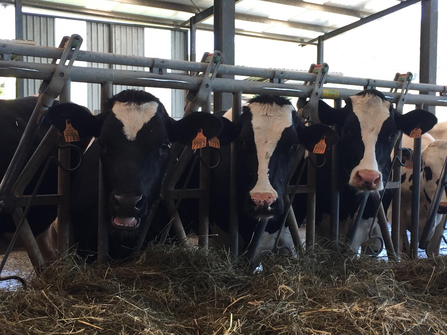 Cows on a Dairy Farm in Spain's Northern Region of Navarra
