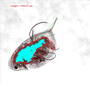 Zooplankton exposure to microplastics