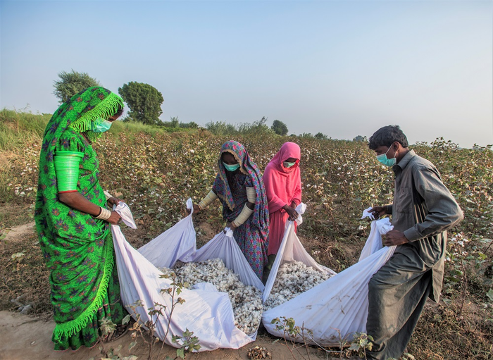 Cotton is sorted on a farm during harvest in the district Matiari, Sind province, Pakistan