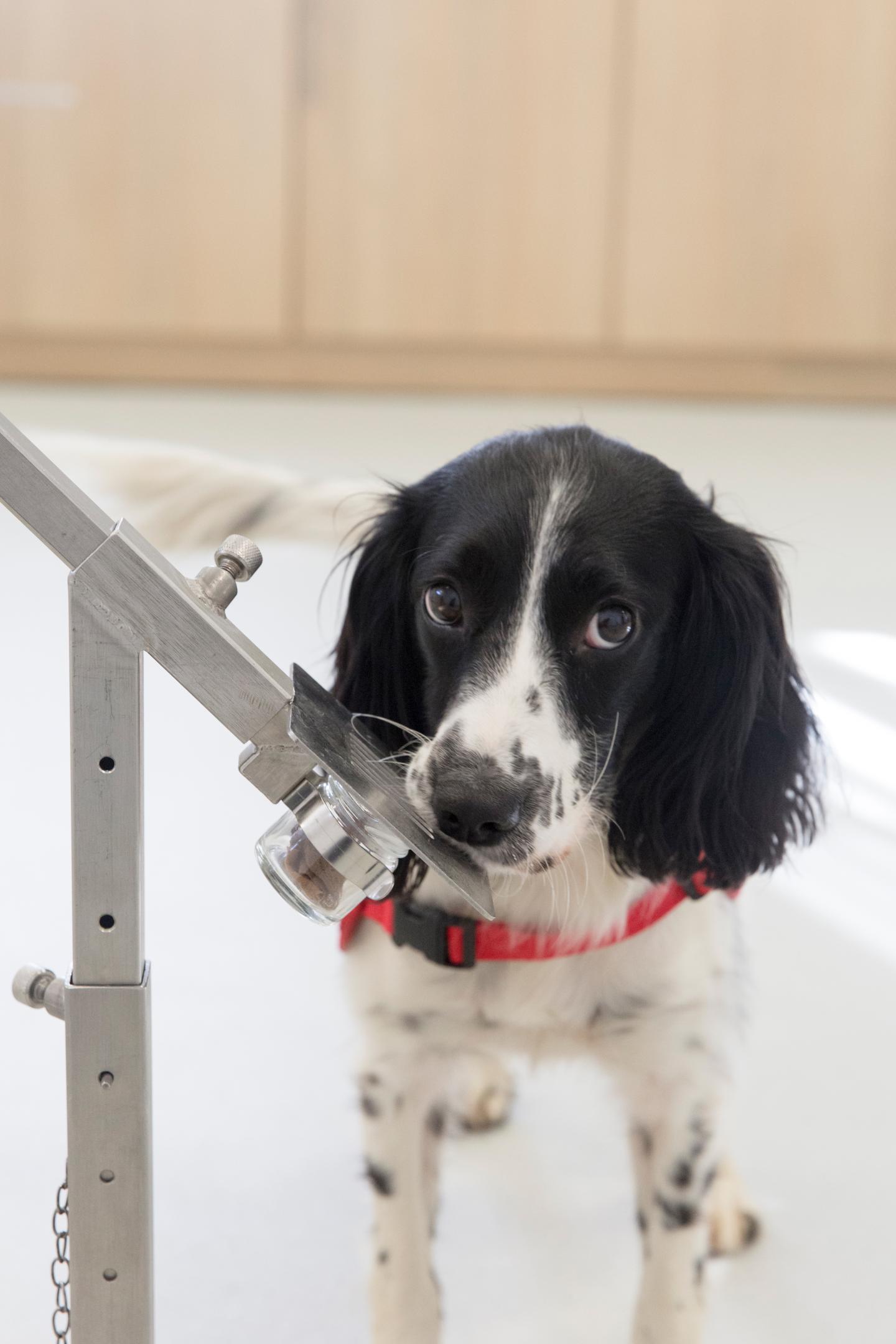 Freya, a Springer Spaniel, Who Has Been Trained to Sniff out Malaria