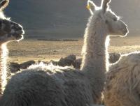 Camelids Have Particularly Tangled Genetic Backgrounds