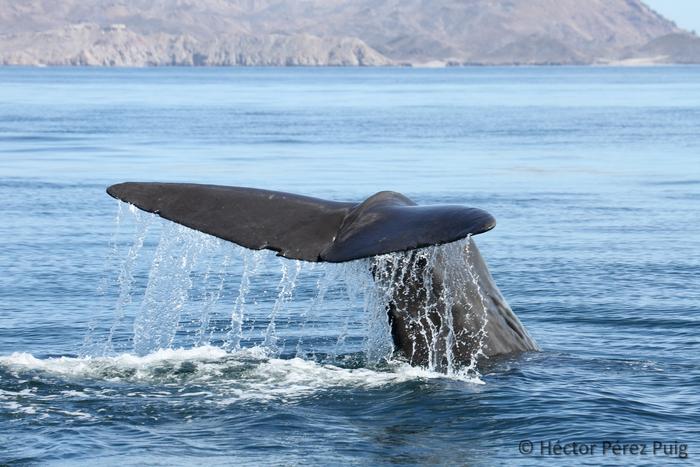 Sperm Whale