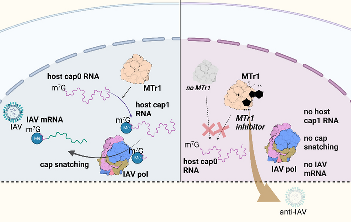 IAV-Replikation in Anwesenheit oder Abwesenheit von MTr1: