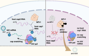 IAV replication in the presence or absence of MTr1: