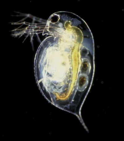 <I>Daphnia pulex</I>, the waterflea (1 of 2)