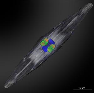 The rhizobial nitrogen fixing symbionts (fluorescently-labeled in orange and green using genetic probes) residing inside diatoms collected from the tropical North Atlantic. The nucleus of the diatom is shown in bright blue