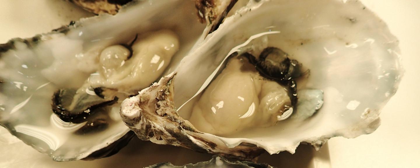 Pacific Oysters (Crassostrea gigas)