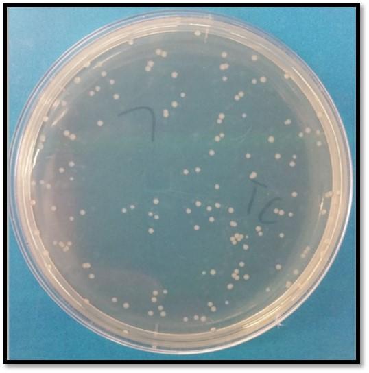 Experimental Results of Mutants Induced by Tricoslan Use