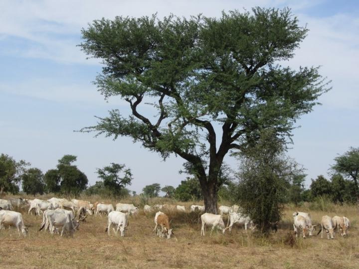 Unexpectedly large number of trees populate the Western Sahara and the Sahel