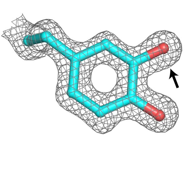 Modified Amino Acid in Metal-free Ribonucleotide Reductase