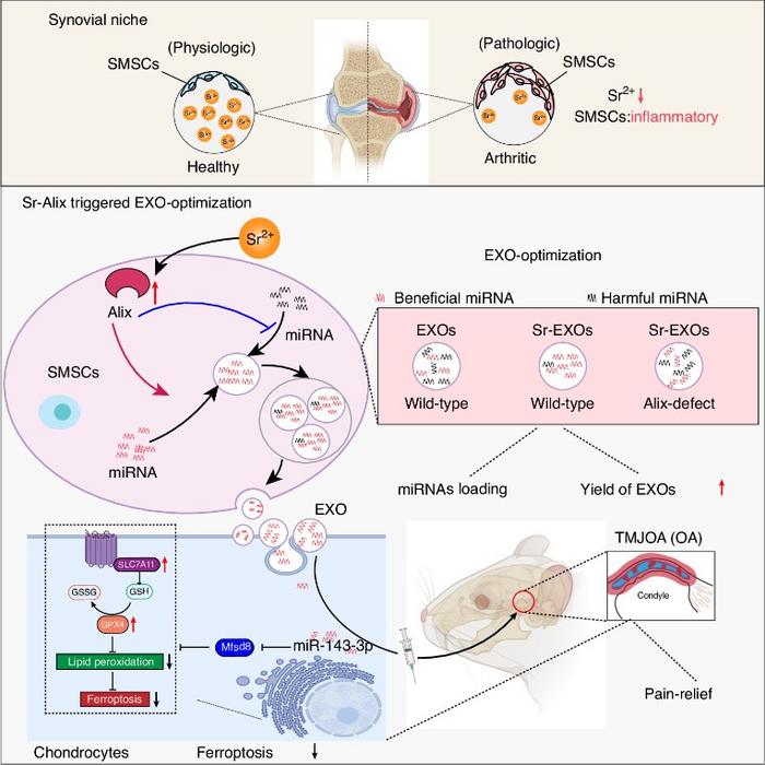 Schematic diagram shows a potential strategy, utilizing a niche cell-guided work pattern, to optimize the miRNA compositions in therapeutic SMSC-EXOs and boost the yield of the EXOs.