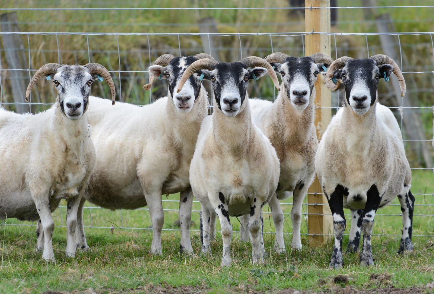 Scottish Blackface Sheep