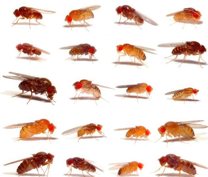 Example images of 20 different fruit fly species