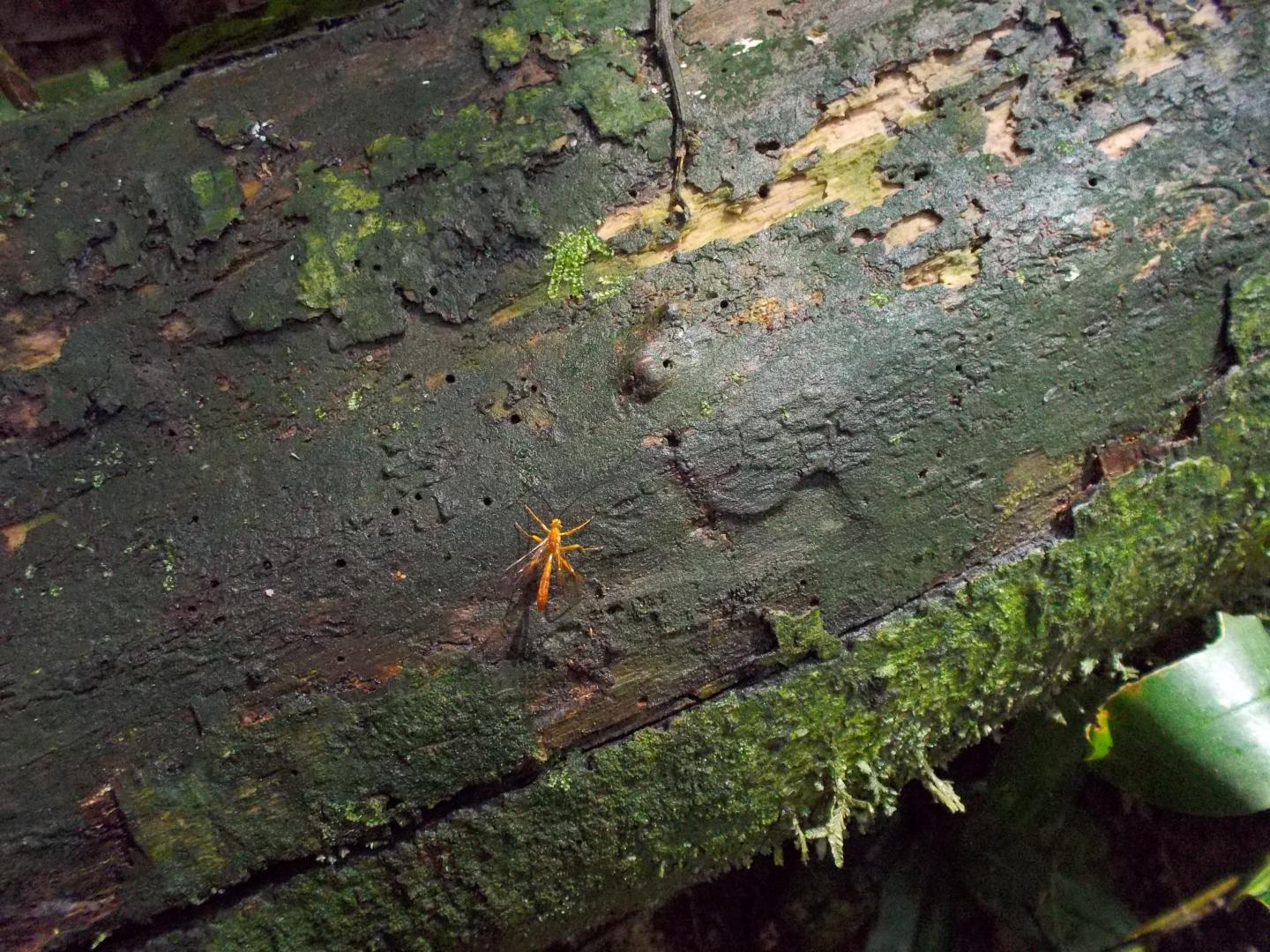 Parasitoid Wasps Prefer the Decaying Wood of Primary Forest