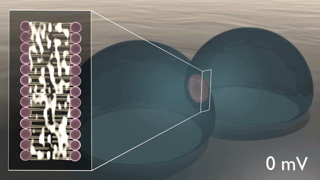 Lipid-Based Biomimetic Membrane