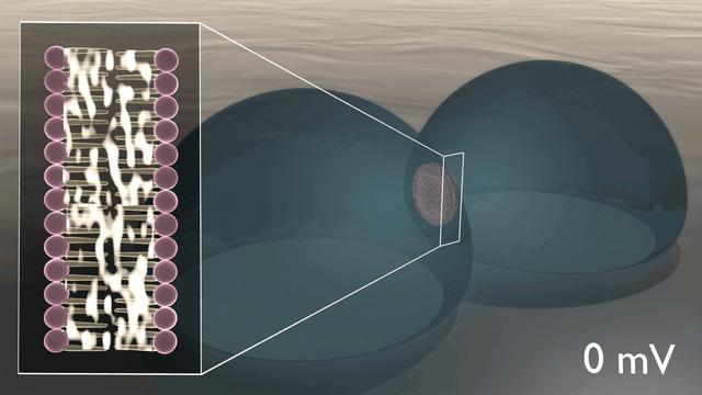 Lipid-Based Biomimetic Membrane