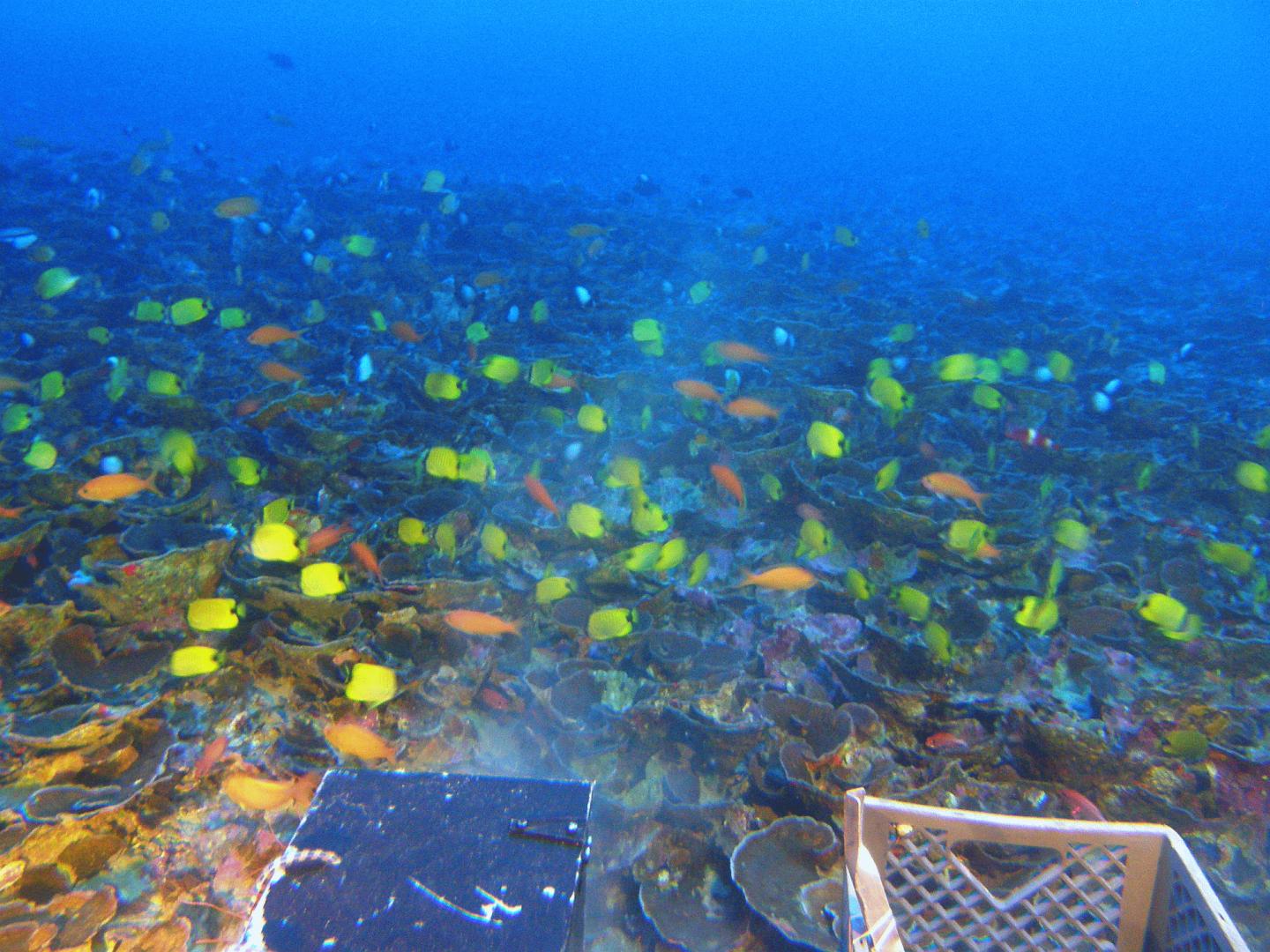 High Diversity and Endemism