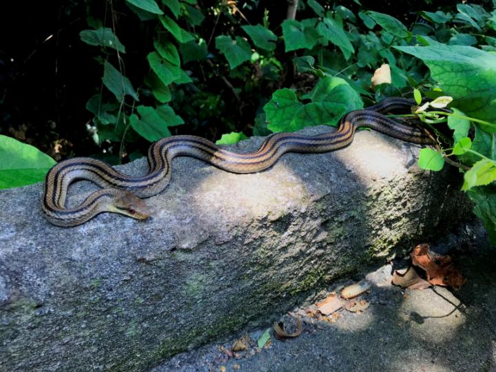 Japanese four-lined rat snake