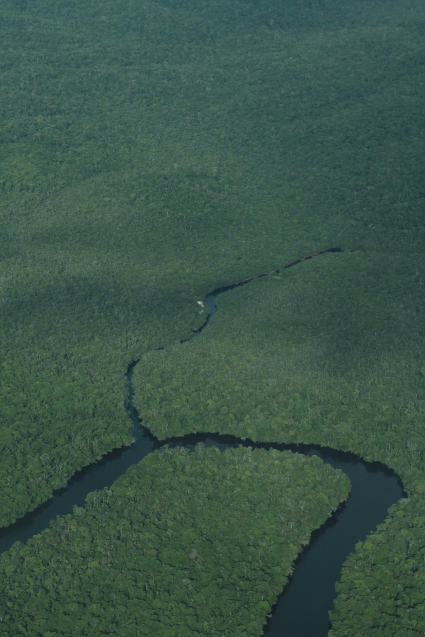 More Than Half of All Amazonian Tree Species Threatened (9 of 10)