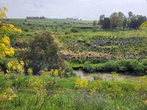 The Gesher Benot Ya'aqov area