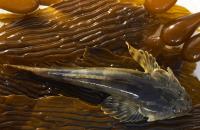 Staghorn Sculpin (Leptocottus armatus)