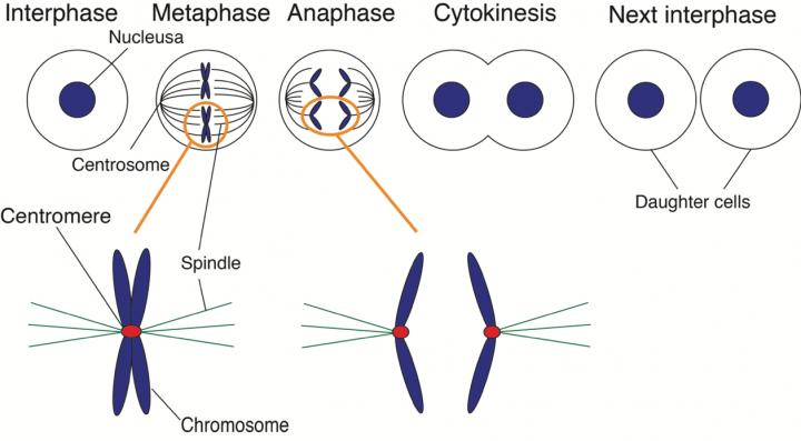 Schematic Presentation of Mitotic Progression