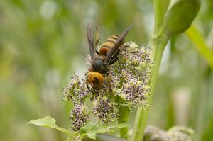 Japanese giant hornet: pollinator not pest