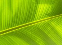 banana-leaf-ckose-up-green-leaf-216653-from www.pexels.com-copyright free.jpg
