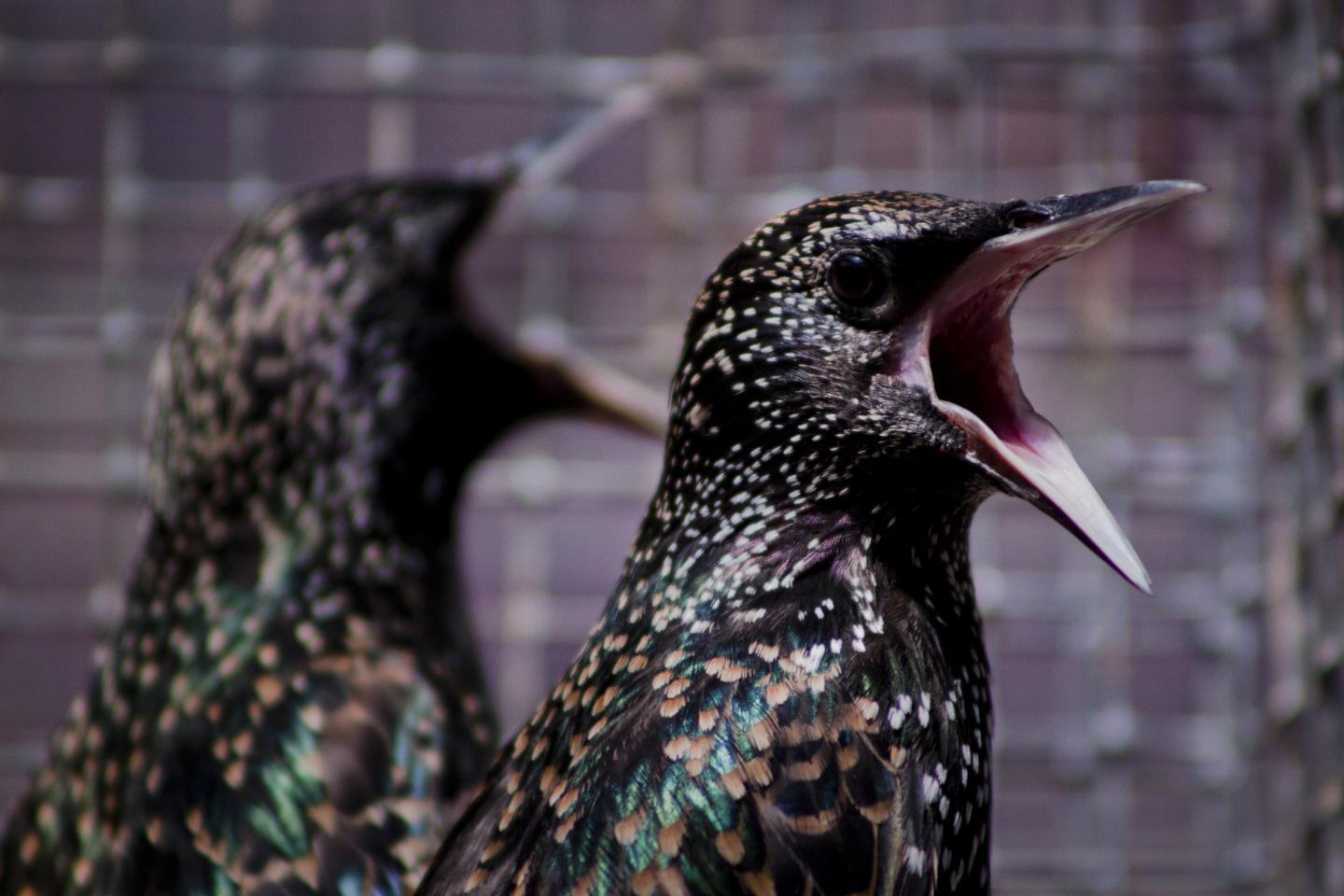 Molting Feathers May Help Birds Deal with Environmental Contaminants