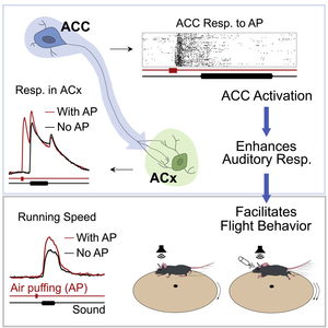 How air puffing facilitates flight behaviour