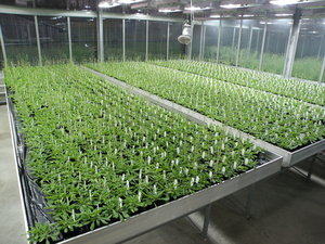Increasing crop yields by breeding plants to cooperate