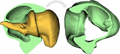 'Feat' of Human Engineering Found in Nature (6 of 11)