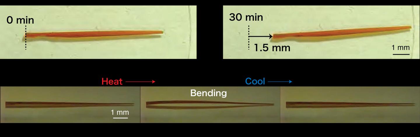 Fig.1 Inchworm-like Walking