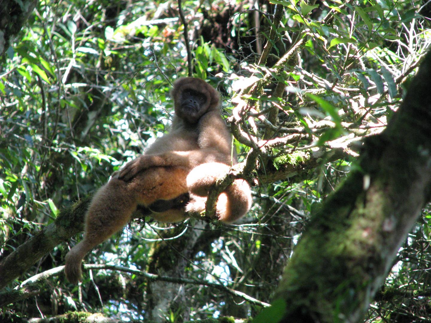 Muriqui-do-sol, Atlantic Forest, Brazil