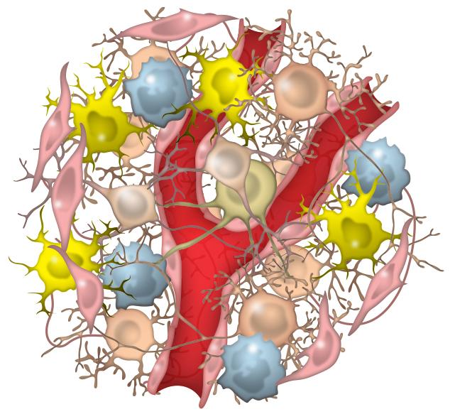 Salk Institute Allen-AHA Organoid