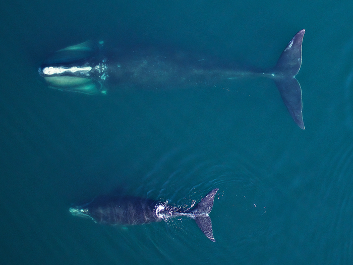 North Atlantic Right Whale Mother and Calf