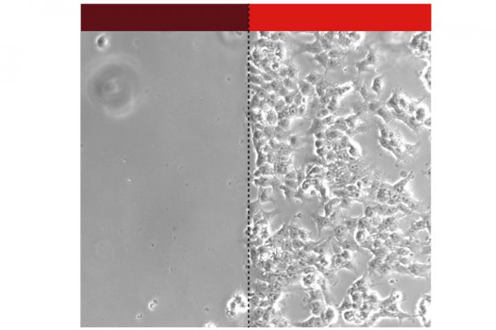 Velcro for Human Cells