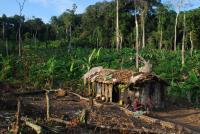 Farming Family near Edge of the Forest in Congo Basin
