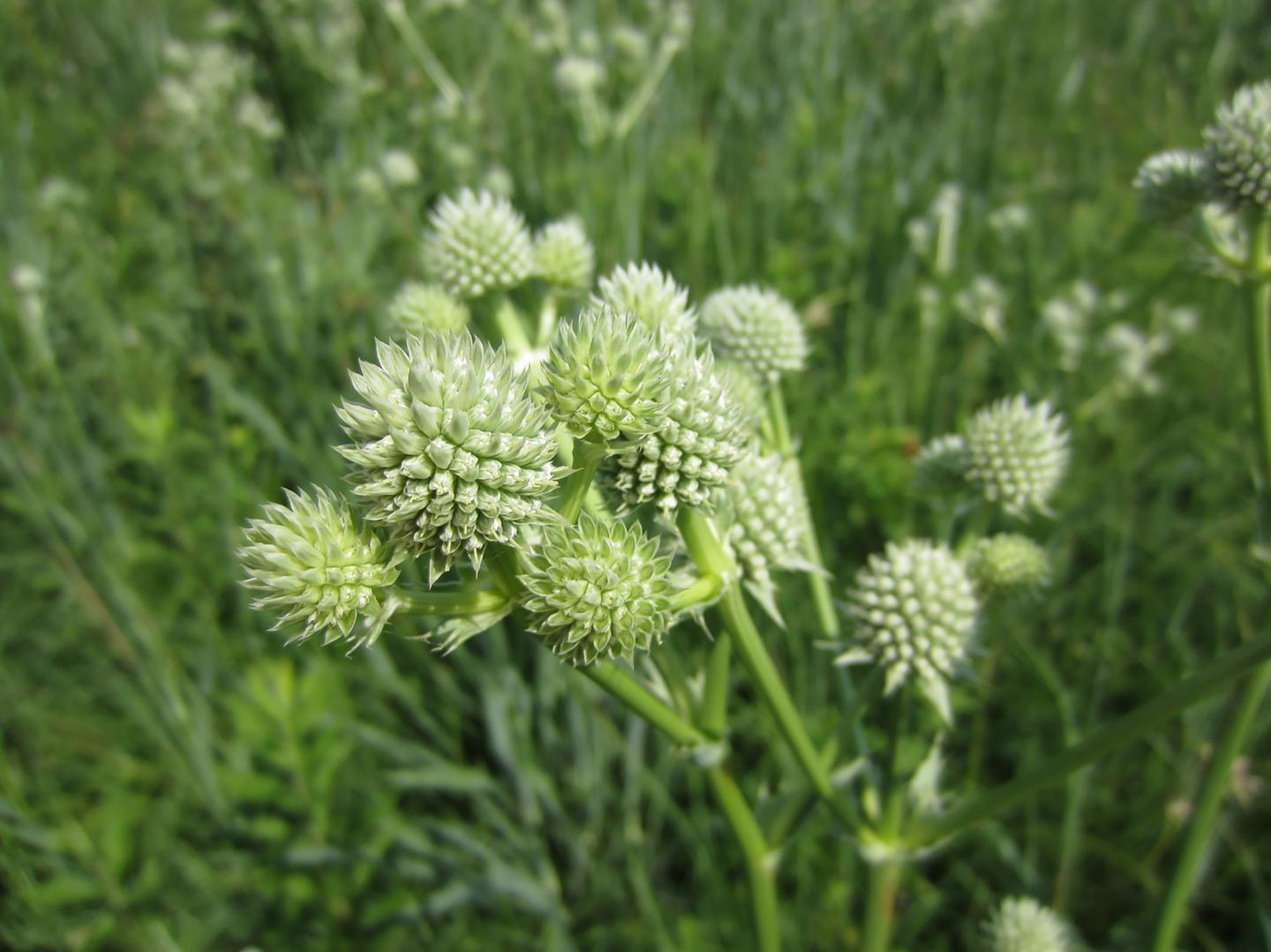 The Pace Of Plant Community Change Is Acceler EurekAlert 