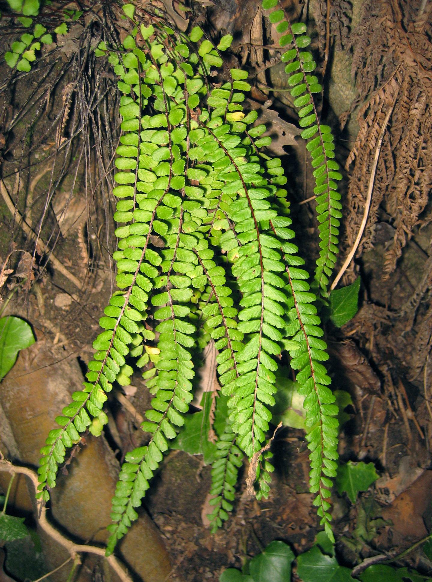 Fern Leaf