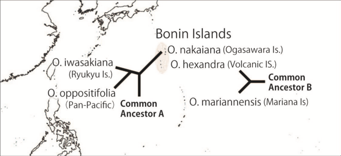 Distribution of Ochrosia species