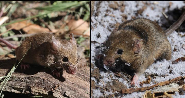 Southern house mice are smaller than northern house mice