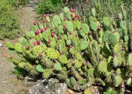 Prickly Pear, an Invasive Species of Grasslands