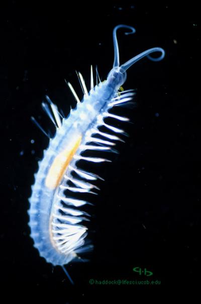 Bombs Away! A Deep Sea Worm's Defense (5 of 8 | EurekAlert!