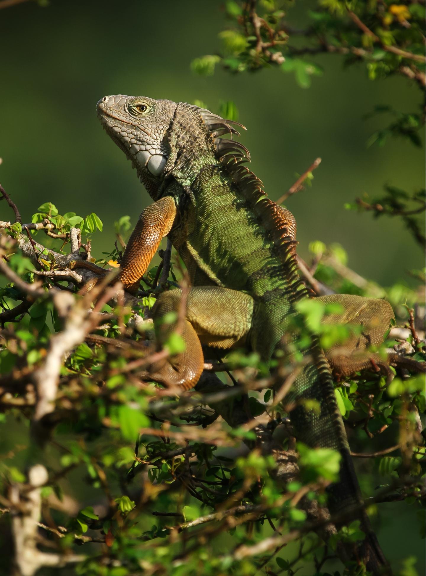 Green Iguana