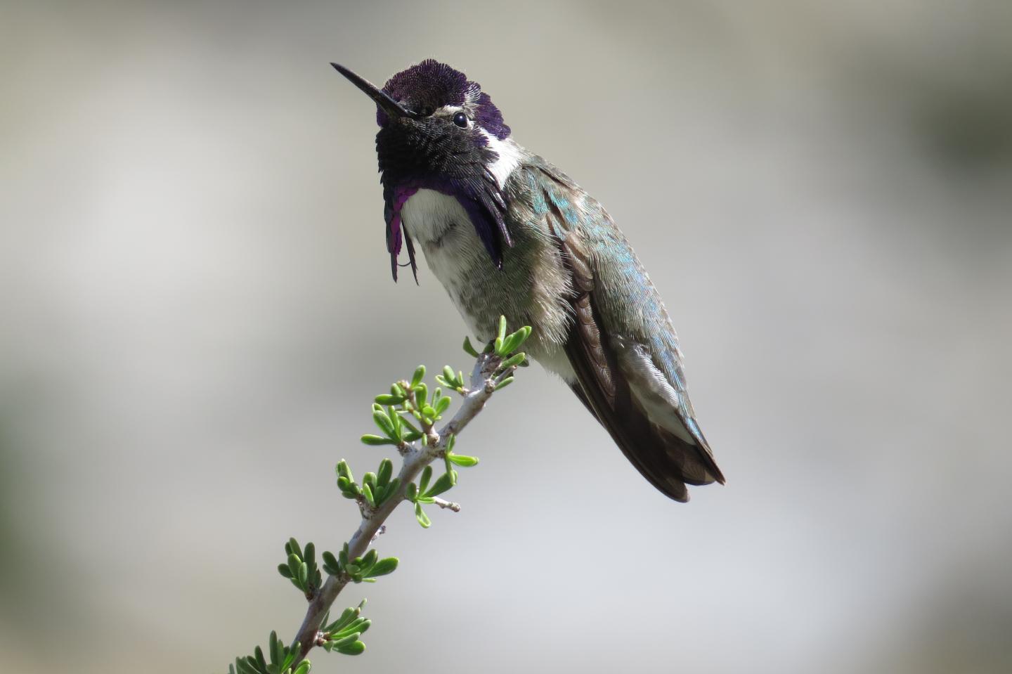 Costa's Gummingbird, Mojave Desert