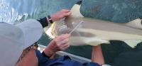 Sampling Blacktip Reef Sharks in the Wild