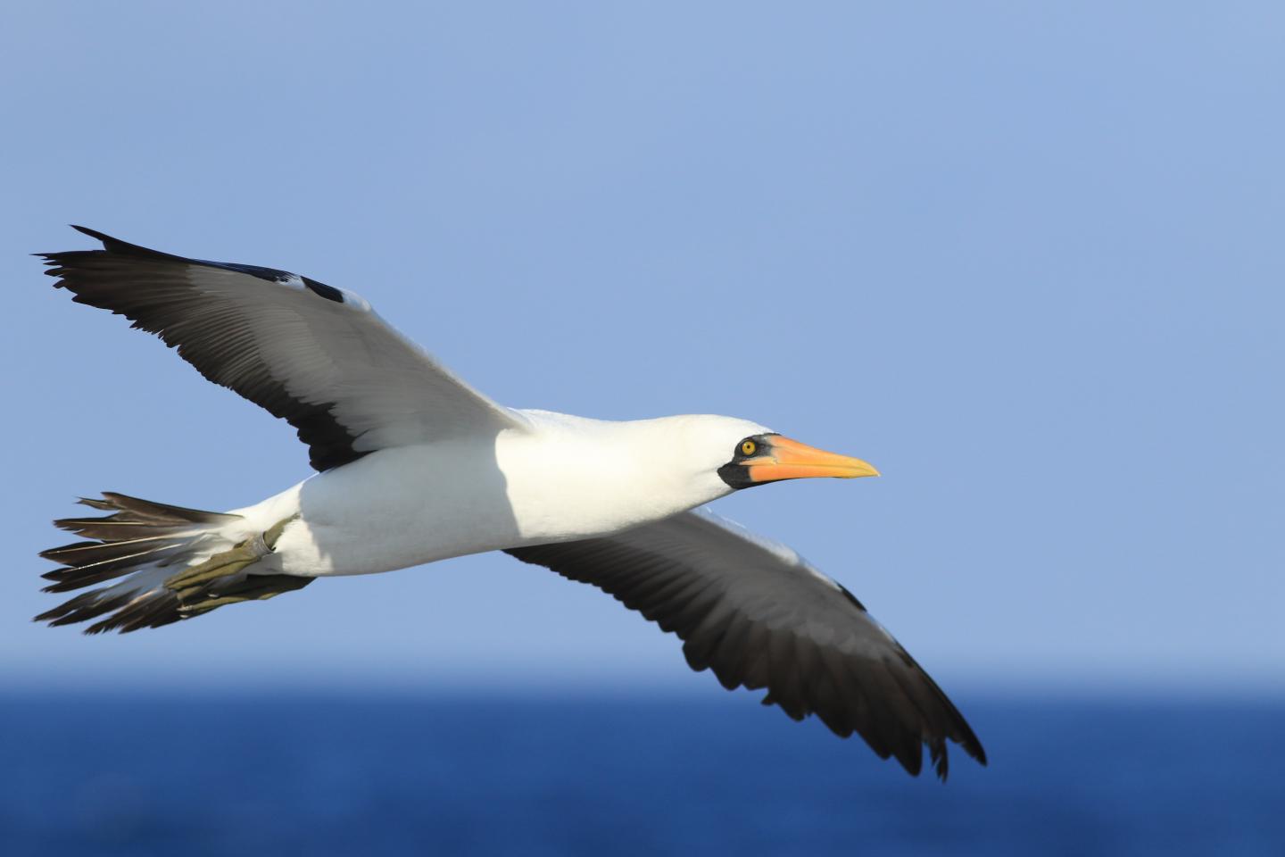 Nazca Booby